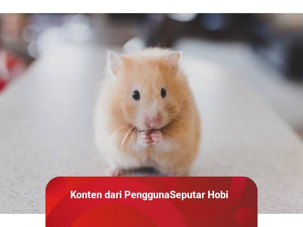 Nama top latin hamster